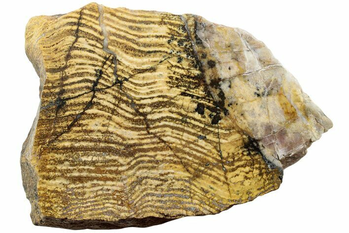 Strelley Pool Stromatolite Section - Billion Years Old #221606